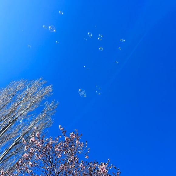 Meet your Posher, Bella - Picture 3 of 12